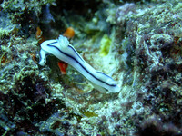 Anne's Bomme-Taveuni-50