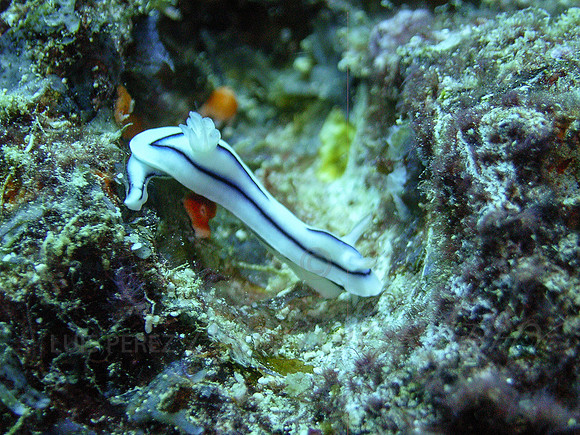 Anne's Bomme-Taveuni-50