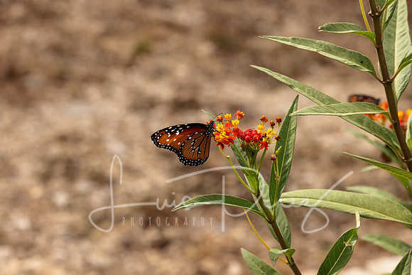 Monarchs-112