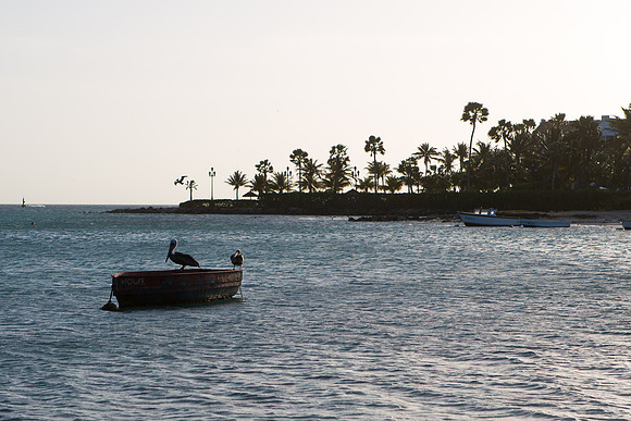 aruba_tuesday-166