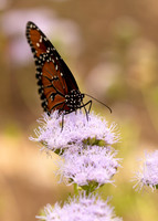 Butterfly Garden 2022