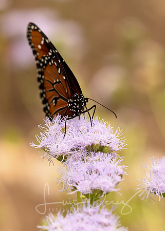 Monarchs-37