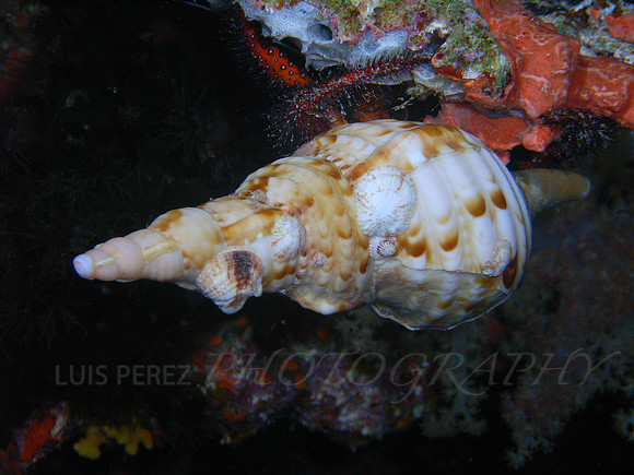 rainbowreef-taveuni-18
