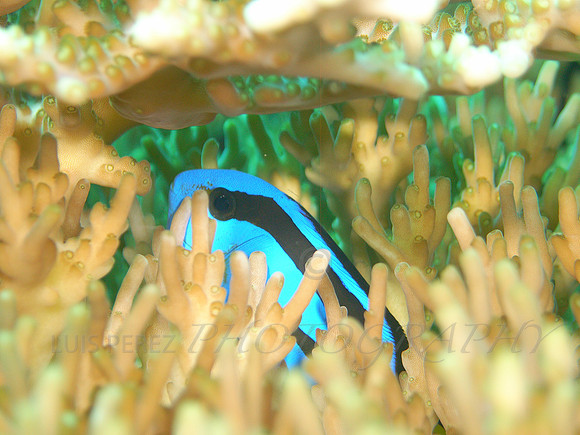 SamsPoint-Taveuni-27