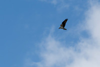 IMG_4437