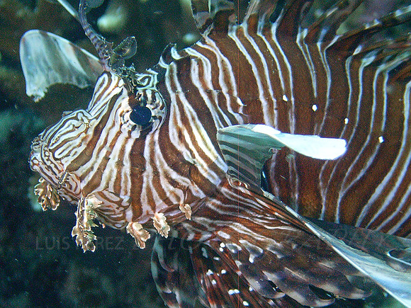 RibbonEel-Taveuni-45
