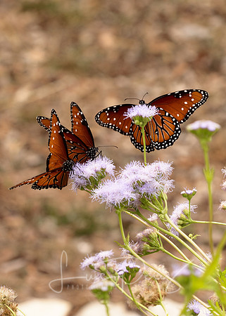 Monarchs-49