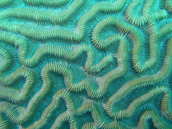 aruba_fingers_isla_oro-36
