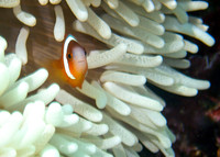 Ledge-Taveuni-40