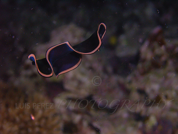rainbowreef-taveuni-10-Edit