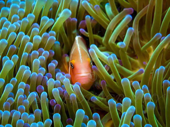 Ledge-Taveuni-19