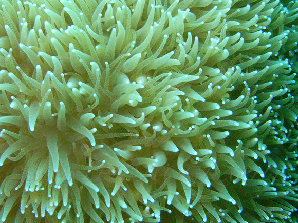 arubadive1-34