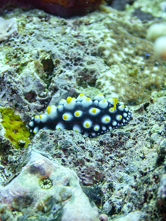 Anne's Bomme-Taveuni-44