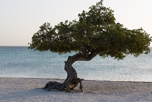 aruba_beach_sunset-24-Edit
