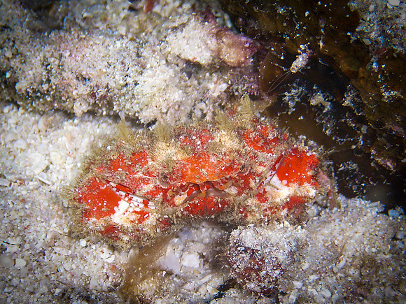 rainbowreef-taveuni-17
