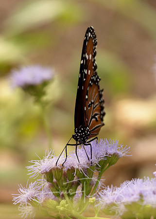 Monarchs-66