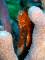 IMAG0047-2