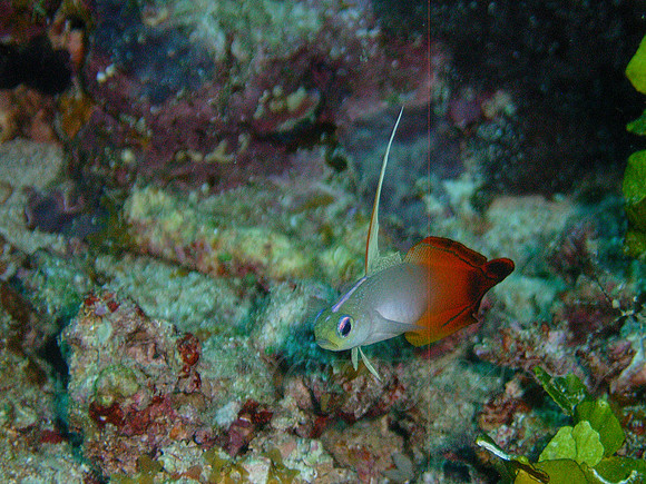 Anne's Bomme-Taveuni-47