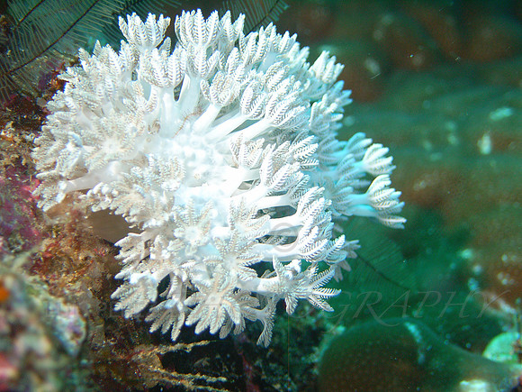 Anne's Bomme-Taveuni-18
