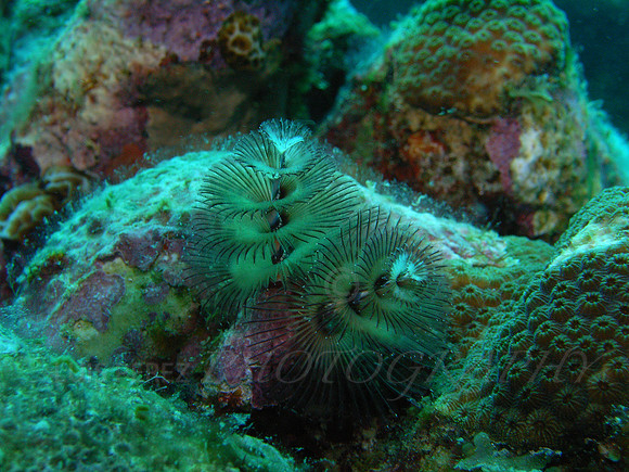 aruba_fingers_isla_oro-14