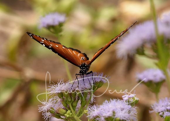 Monarchs-65