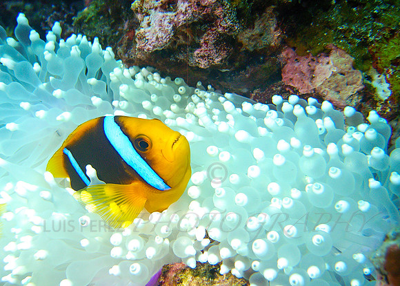 RibbonEel-Taveuni-36
