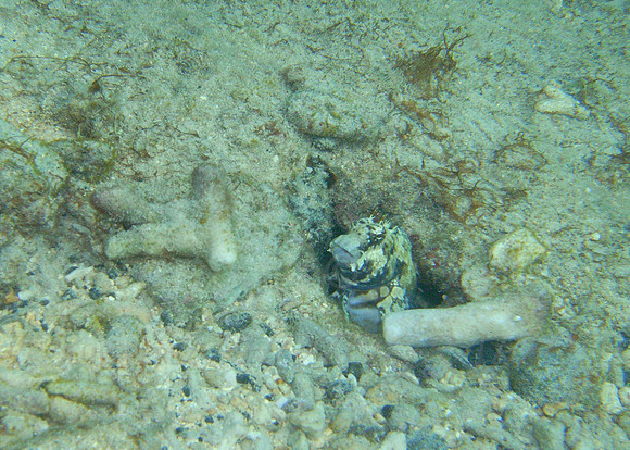 Korolevu-Taveuni-16