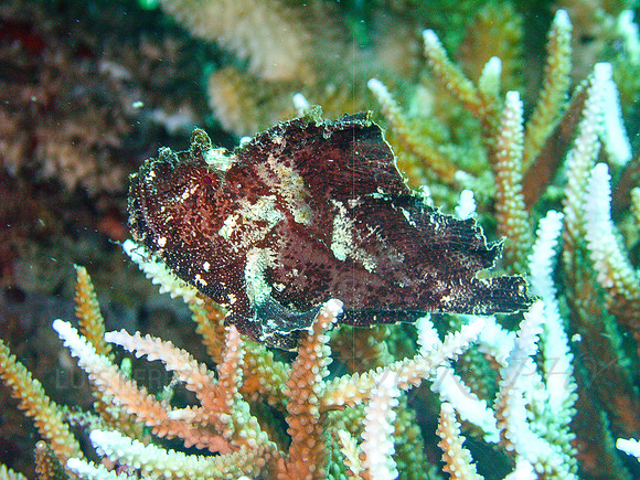 SamsPoint-Taveuni-35