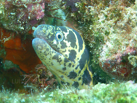 aruba_fingers_isla_oro-61