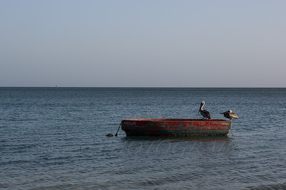 aruba_tuesday-149