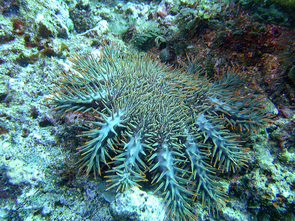 ZooReef-Taveuni-21
