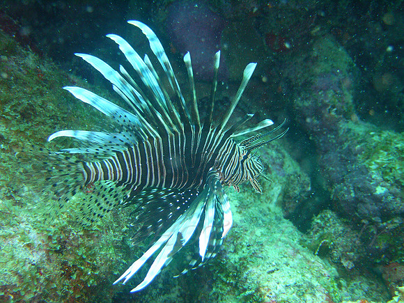 aruba_fingers_isla_oro-42