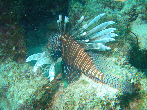 aruba_fingers_isla_oro-49