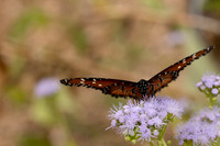 Monarchs-75
