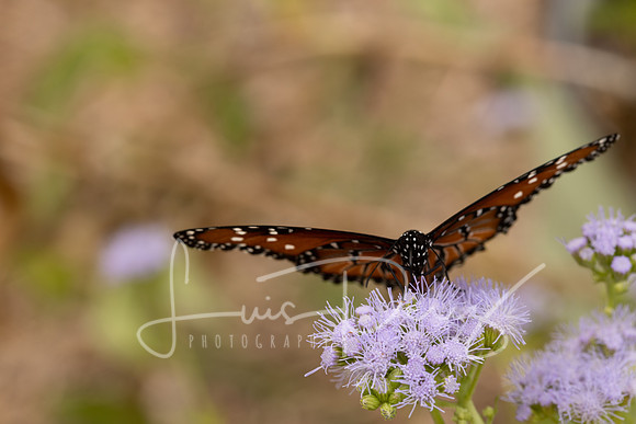 Monarchs-75