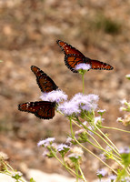 Monarchs-54
