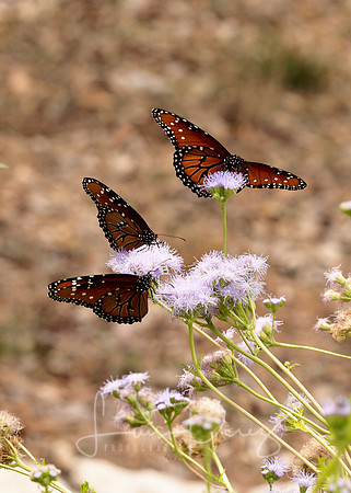 Monarchs-54