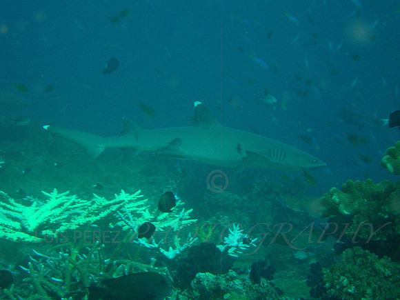 Anne's Bomme-Taveuni-4