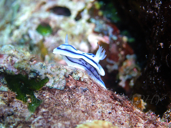 Curve-Taveuni-20
