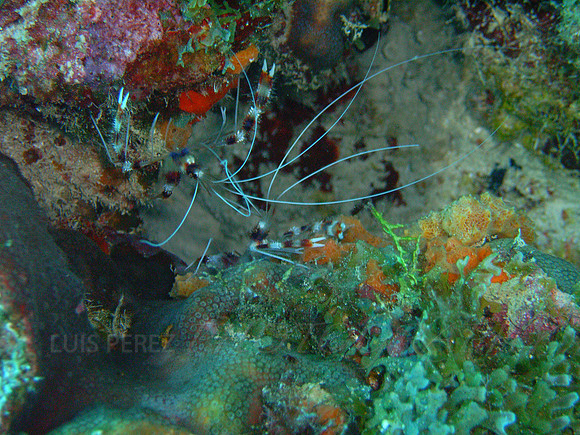 arubadive1-12
