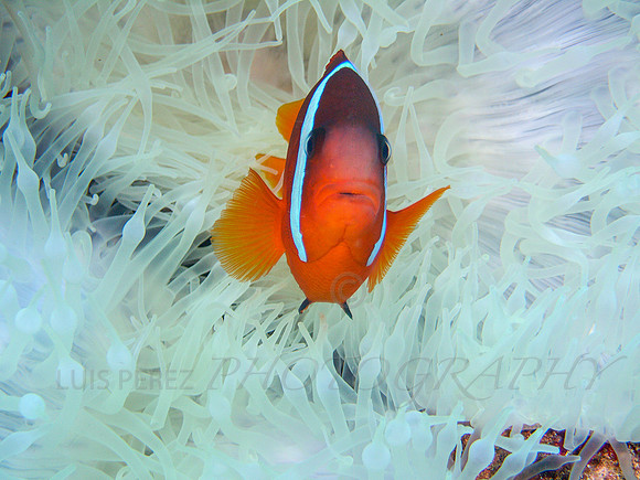 GreatWhiteWall-Taveuni-13