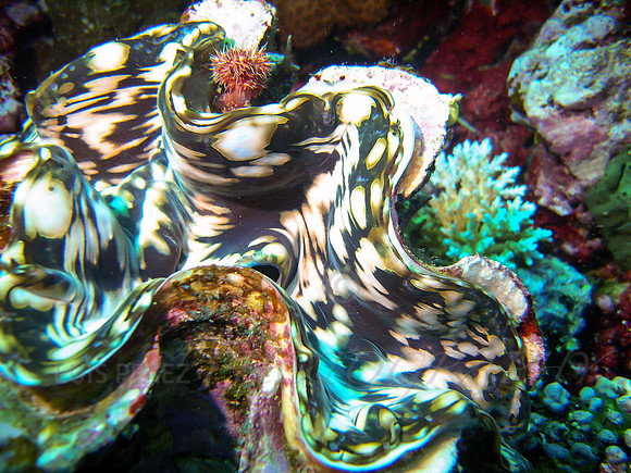 Curve-Taveuni-30